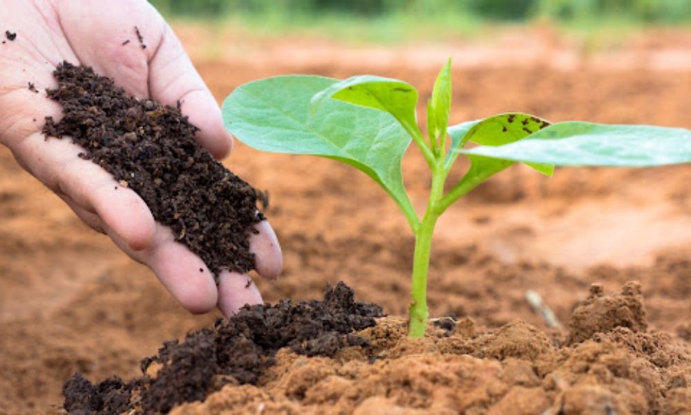 Bón phân hữu cơ định kỳ cho cây chuối cảnh, một phần quan trọng của cách chăm sóc cây để cây phát triển khỏe mạnh.