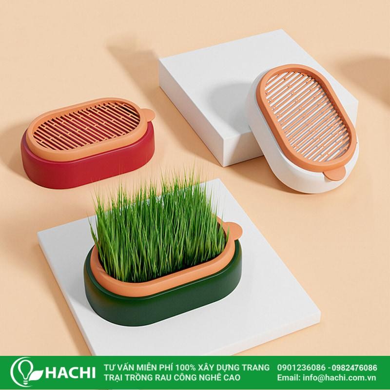 Hình ảnh mầm cỏ lúa mì thủy canh bắt đầu nhú rễ trong khay