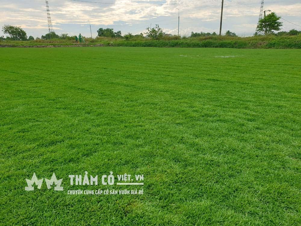 Thảm cỏ Paspalum xanh mịn cho sân vườn
