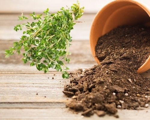 đất trồng cây thyme tơi xốp