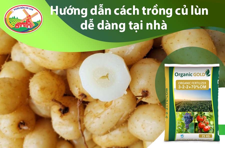 Kỹ thuật trồng củ lùn tại nhà chi tiết