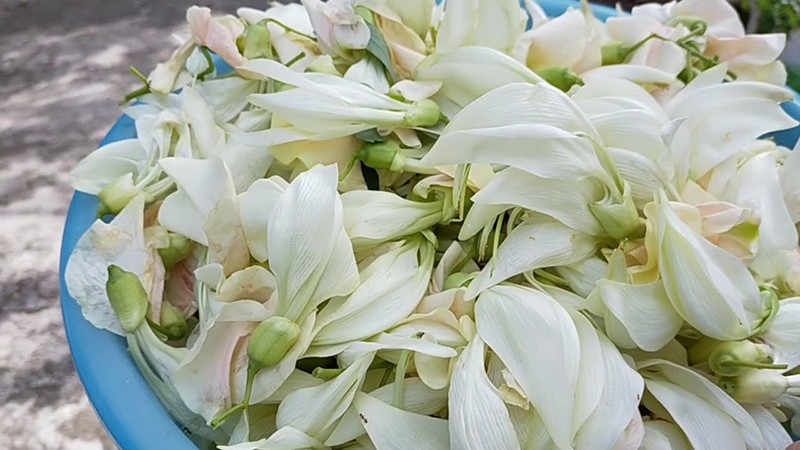 Quy trình gieo hạt bông so đũa để trồng cây con