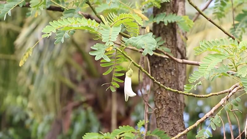 Cây bông so đũa trưởng thành với hoa trắng và lá xanh