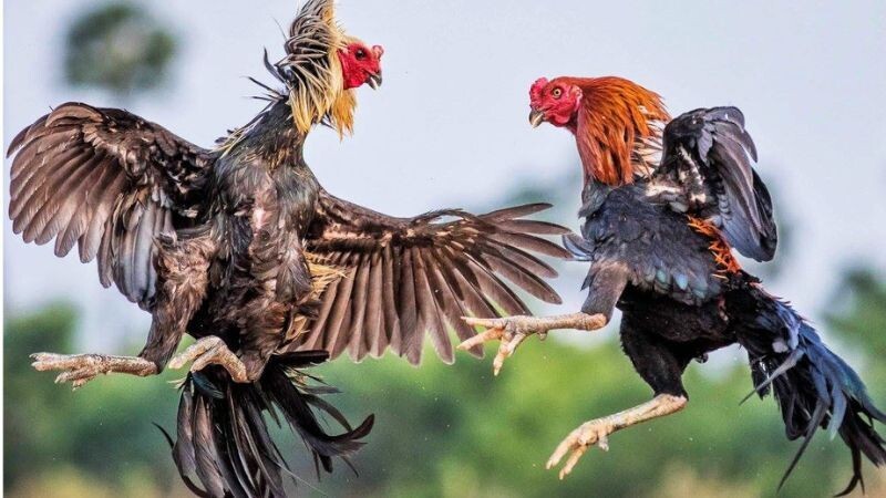 Quy trình chi tiết các bước trồng cựa sắt cho gà đá một cách an toàn và chính xác