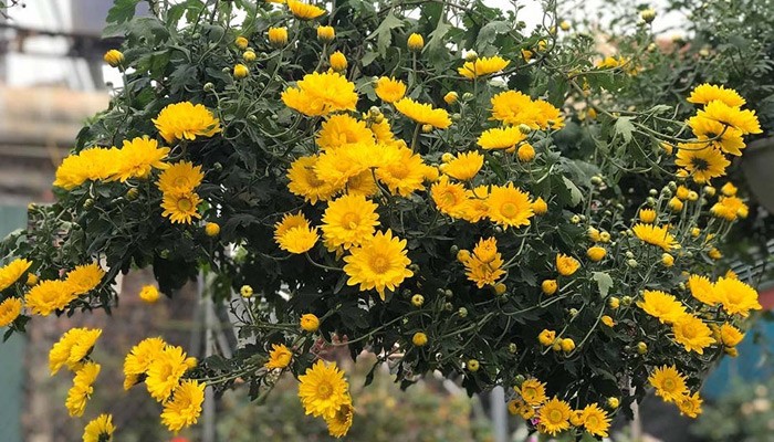 Chuẩn bị đất và bầu cây trong cách trồng hoa cúc chi vàng