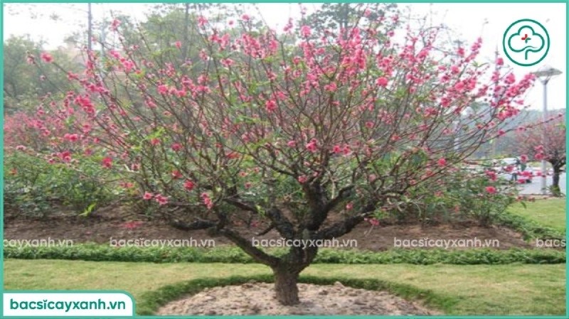 Kỹ thuật đánh bầu đất chuẩn bị trồng đào trong chậu