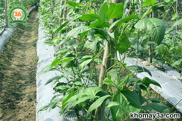 Phủ bạt giữ ẩm và chống cỏ khi trồng đậu cove leo