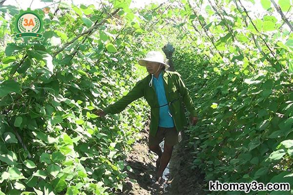 Chăm sóc đậu cove leo giai đoạn ra hoa đậu quả
