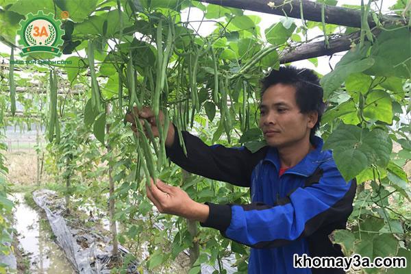 Bón phân và chăm sóc cây đậu cove leo