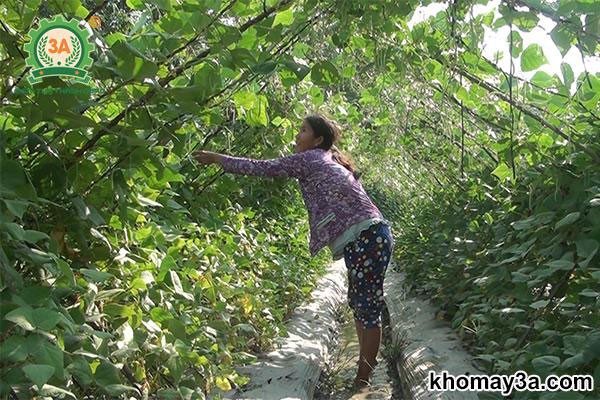 Giàn đậu cove leo sai quả sẵn sàng thu hoạch