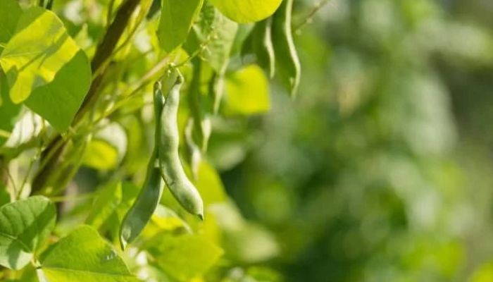 Kỹ thuật chăm sóc cây đậu đỏ tại nhà