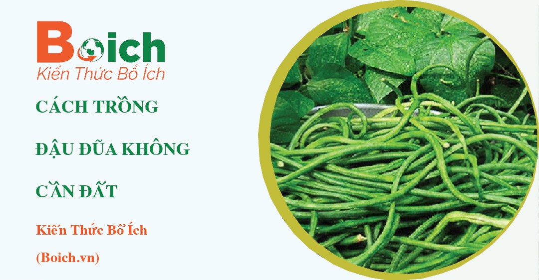 Cây đậu đũa con phát triển trên giá thể không đất