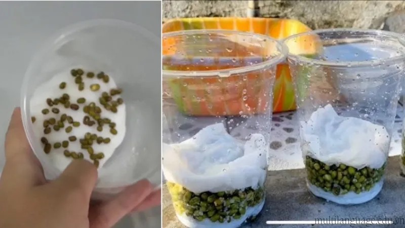 Hạt đậu xanh nảy mầm trong lọ thủy tinh với bông gòn, minh họa cách trồng đậu xanh bằng bông gòn.