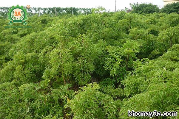 Giống đinh lăng nếp lá nhỏ tốt cho việc lấy củ