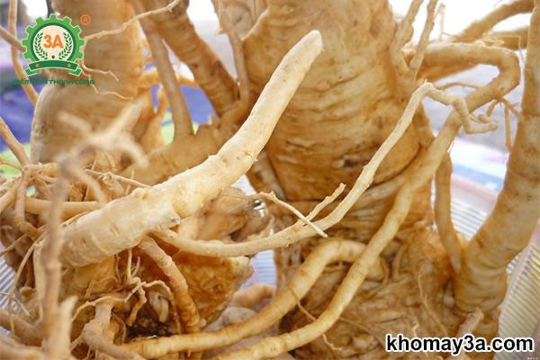 Kỹ thuật làm đất và lên luống trồng đinh lăng lấy củ