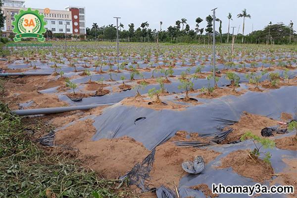 Tưới nước giữ ẩm cho cây đinh lăng mới trồng lấy củ