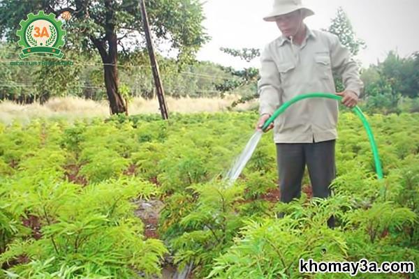 Phòng trừ sâu bệnh hại trên cây đinh lăng lấy củ
