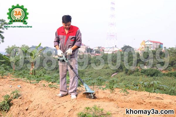 Trồng cây đinh lăng con vào hố đã chuẩn bị
