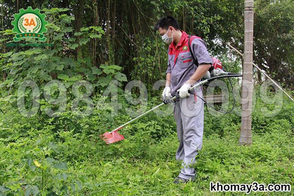 Bón phân và cắt tỉa cành đinh lăng định kỳ