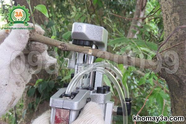 Hình ảnh cắt tỉa cành đinh lăng để dưỡng củ