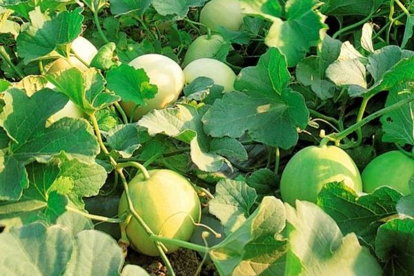 Trồng dưa lê ở nơi đủ ánh sáng