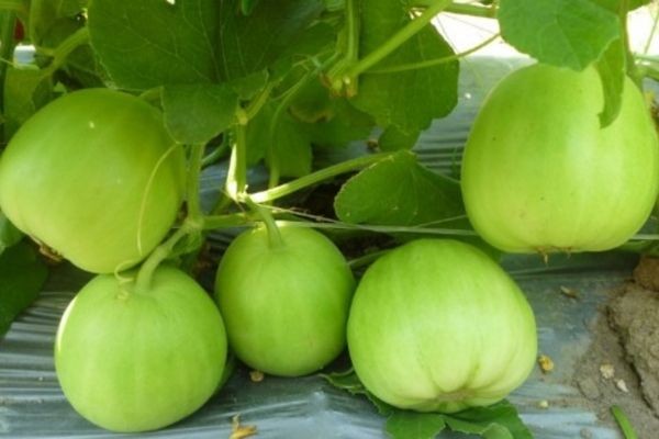 Bón phân cho cây dưa lê