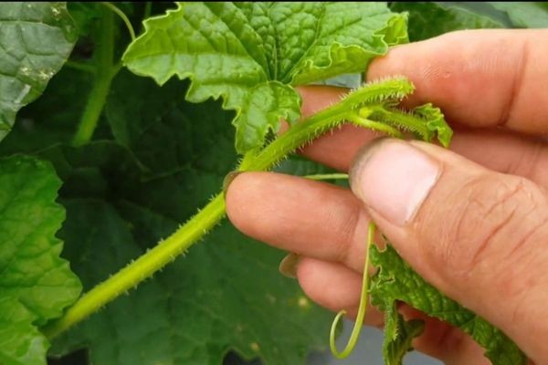 Cách bấm ngọn cho dưa lê