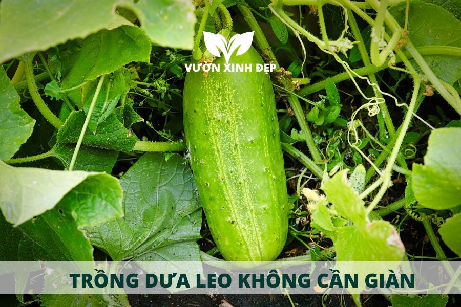 Kỹ thuật trồng dưa leo không cần giàn tại nhà