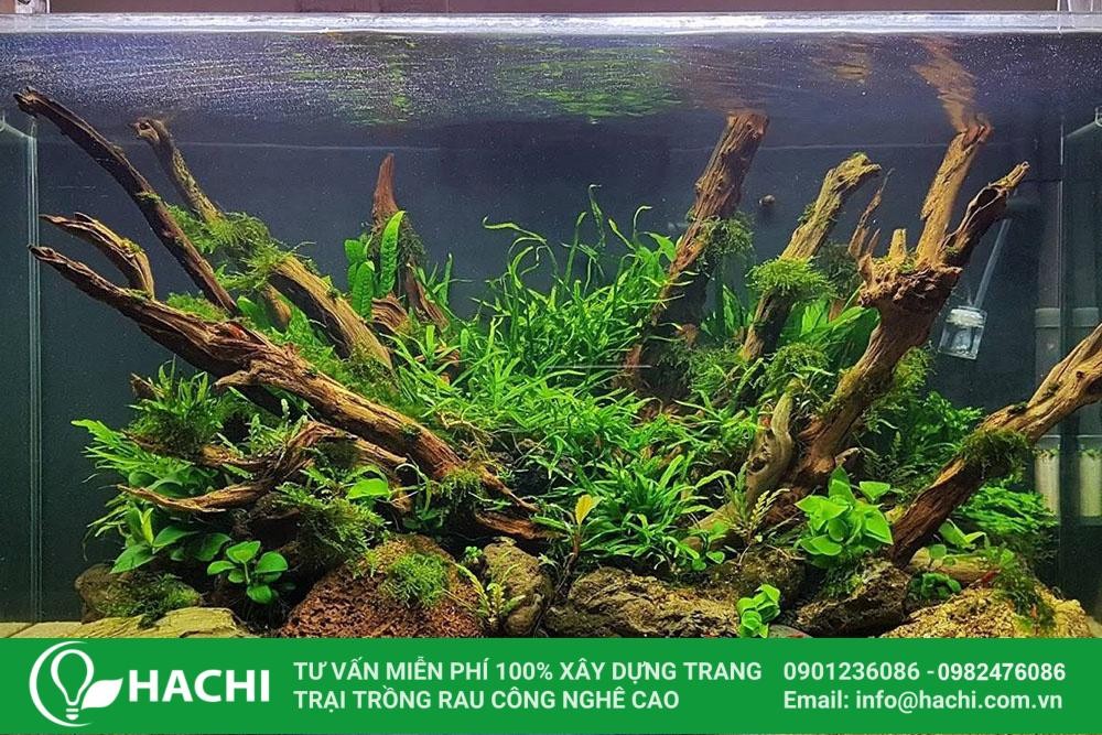 Dương xỉ vừa giúp trang trí không gian, vừa thanh lọc không khí