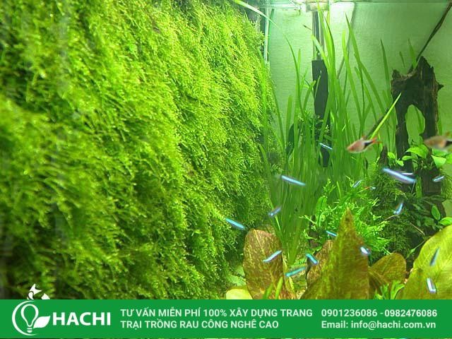 Kĩ thuật trồng dương xỉ thủy canh rất đơn giản, dễ thực hiện