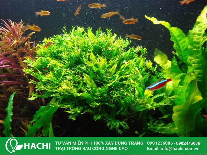 Dương xỉ thủy sinh cũng là loài phát triển chậm nên cần kiên nhẫn chăm sóc