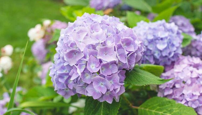Cây hoa cẩm tú cầu trong chậu
