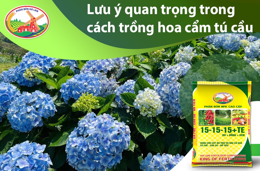 Hoa tú cầu nở rộ nhiều màu sắc trong vườn
