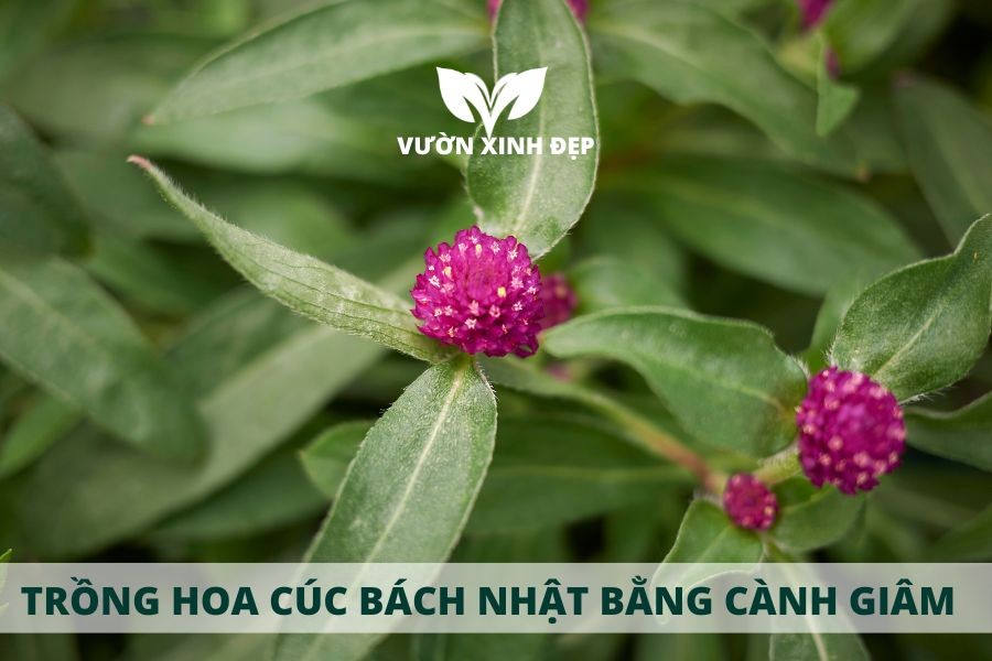Cách giâm cành hoa cúc bách nhật