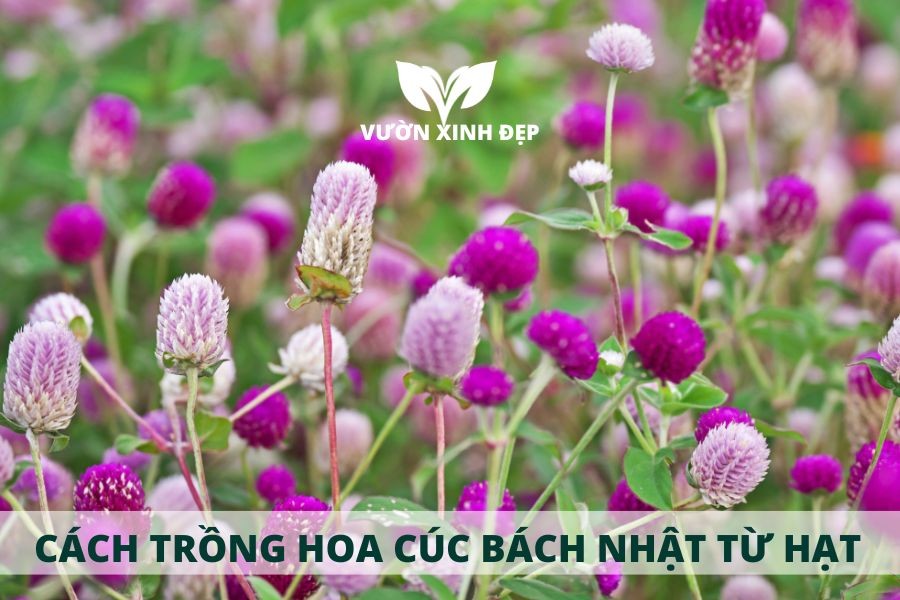Các bước trồng hoa cúc bách nhật từ hạt