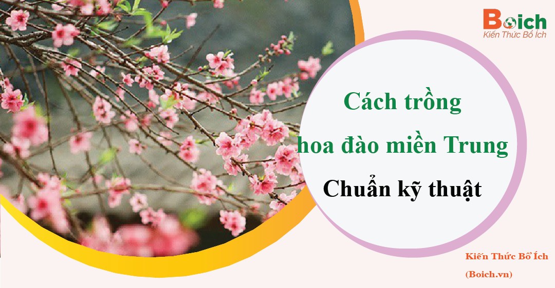 Trồng cây hoa đào trong chậu đúng kỹ thuật ở miền Trung