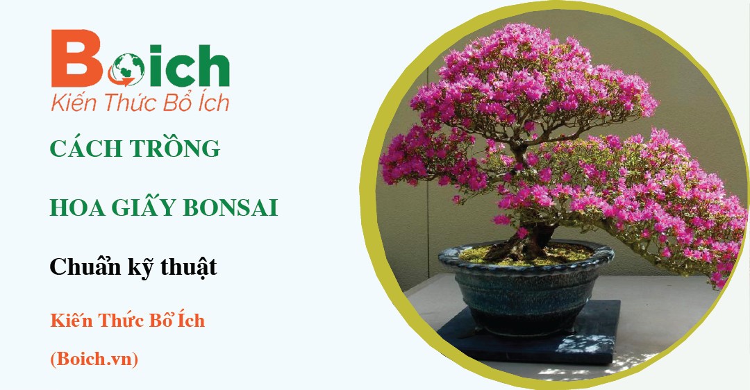 Chậu hoa giấy bonsai đang ra hoa rộ