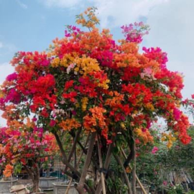 Hoa giấy nhiều màu rực rỡ