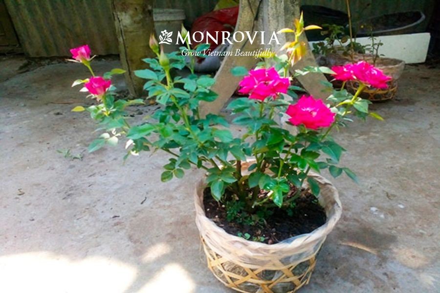 Chọn giống hoa hồng phù hợp cho cách trồng hoa hồng khi mới mua về