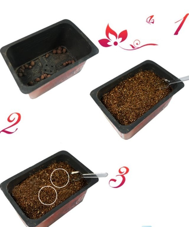 Kỹ thuật gieo hạt giống hoa hồng vào chậu trên sân thượng