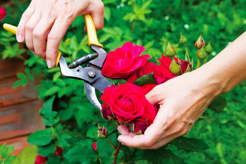 Cách trồng hoa hồng bằng cành với khoai tây