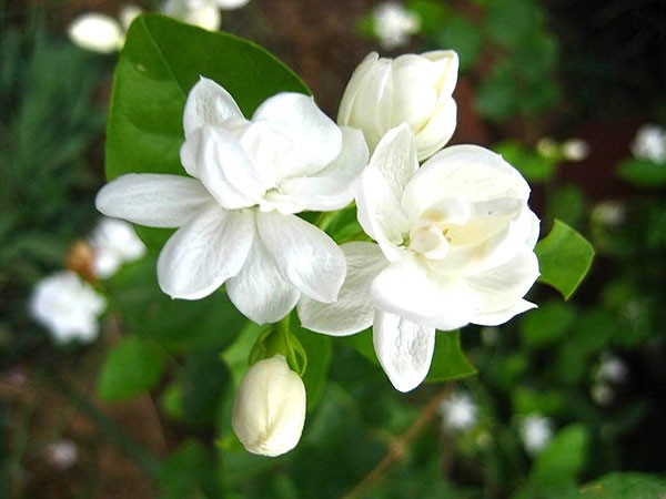 Trồng hoa nhài trong vườn nhận ánh nắng mặt trời