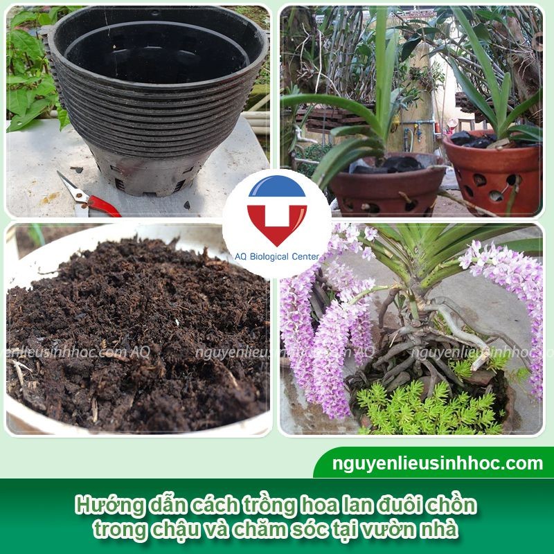 Các bước trồng lan vào chậu
