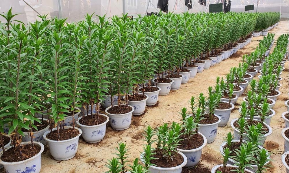 Minh họa kết cấu đất tơi xốp, phù hợp cho cách trồng hoa đẹp với hoa ly