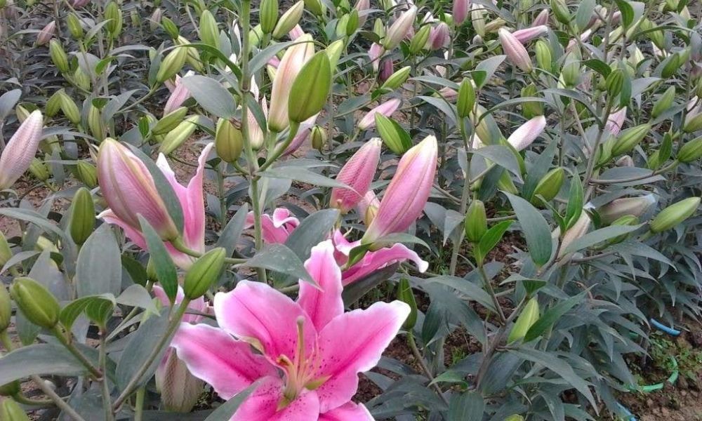 Hình ảnh mô phỏng cách trồng hoa đẹp từ củ trong chậu