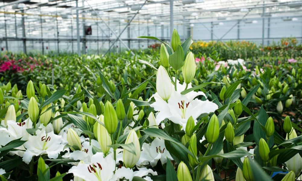 Người trồng bón phân cho cây hoa ly, công đoạn thiết yếu trong cách trồng hoa đẹp