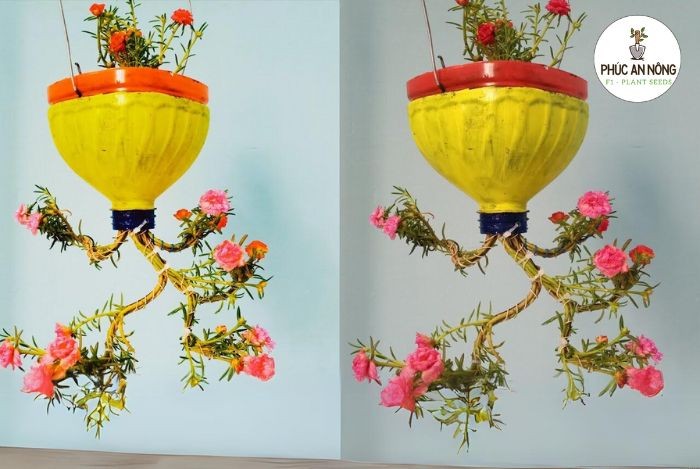 Ý tưởng trồng hoa mười giờ treo ngược độc đáo