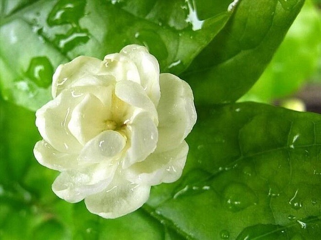 Cây hoa nhài xanh tốt trồng trong chậu