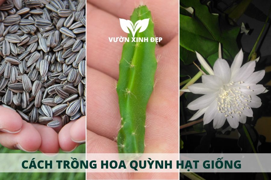cách trồng hoa quỳnh từ hạt giống