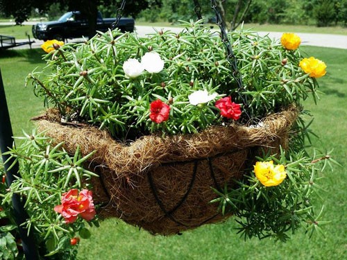 Hoa sam mười giờ đa dạng màu sắc rực rỡ